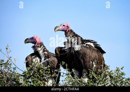 Brutpaar Lappet-gesichtige Geier (Torgos tracheliotos) im Baumkacheliotos des Masai Mara National Reserve, Kenia Stockfoto