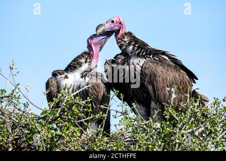 Brutpaar Lappet-gesichtige Geier (Torgos tracheliotos) im Baumkacheliotos des Masai Mara National Reserve, Kenia Stockfoto