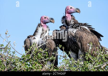 Brutpaar Lappet-gesichtige Geier (Torgos tracheliotos) im Baumkacheliotos des Masai Mara National Reserve, Kenia Stockfoto
