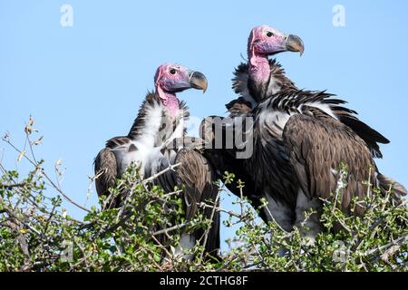 Brutpaar Lappet-gesichtige Geier (Torgos tracheliotos) im Baumkacheliotos des Masai Mara National Reserve, Kenia Stockfoto