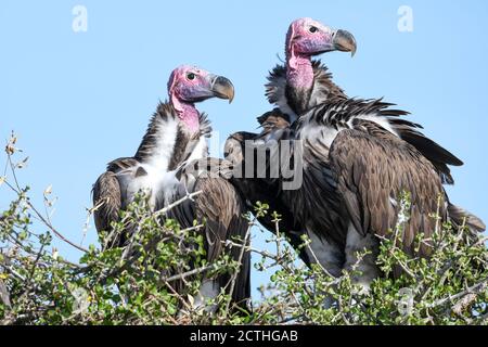 Brutpaar Lappet-gesichtige Geier (Torgos tracheliotos) im Baumkacheliotos des Masai Mara National Reserve, Kenia Stockfoto