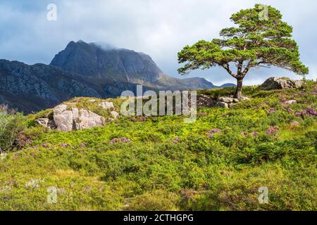 Lone Scots Pine auf einem Hügel mit Blick auf Loch Maree mit zerklüfteten Felsen von Slioch in der Ferne – Loch Maree, Wester Ross, Highland Region, Schottland, Großbritannien Stockfoto