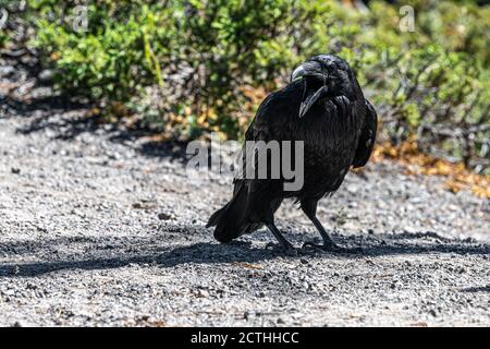 Gemeiner Rabe (Corvus corax), Yellowstone National Park Stockfoto