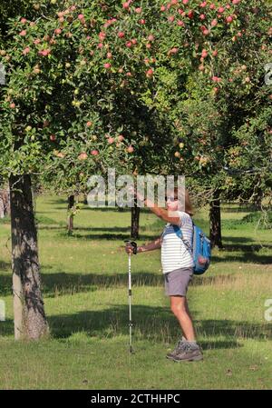 Lady Rambler pflücken einen Apfel von einem Baum in einem Apfelgarten in Hereford Stockfoto