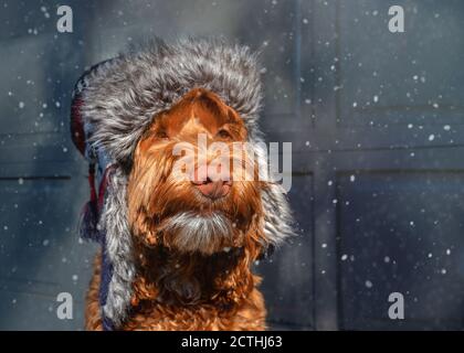 Flauschiger Hund im Schneesturm. Der braune Labradoodle trägt einen Flughutte aus Kunstfell. Hundeportrait. Weiches Licht und Schneeflocken. Stockfoto