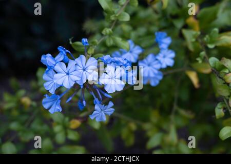 Cape Leadwort oder White Plumbago Blumen im Garten gegen ein Grüner unscharfer Hintergrund Stockfoto