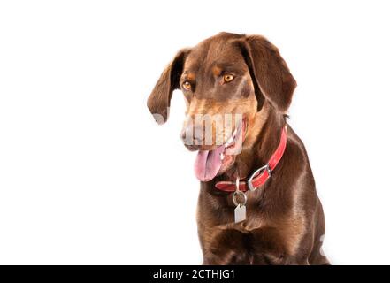 Kopfaufnahme von Lab Pointer oder Pointer. Ein Mischlingshund zwischen Labrador Retriever und Pointer. Die braune adulte Hündin schaut mit Mo nach unten Stockfoto