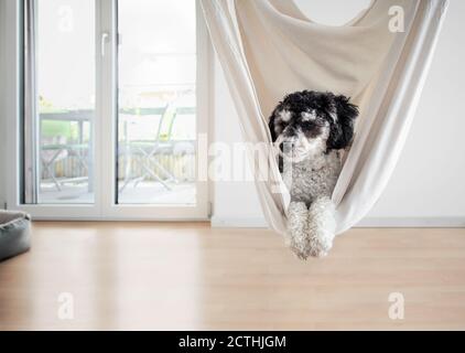 Netter Hund in der Hängematte im Wohnzimmer. Schwarz-weiß Miniatur Pudel. Kleiner entspannter Hund in einer weißen Stoffhängematte, nur der Kopf und die Pfoten sind visib Stockfoto