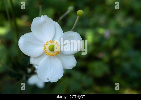 Single White Anemone hybrida Honorine Jobert Blume mit grünen Blättern Im Hintergrund Stockfoto