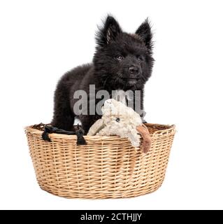 Aufmerksamer super flauschiger schwarzer Welpenhund, der in einem Korb mit einem Kaninchenhund Spielzeug steht. 12 Wochen alter Australischer Schäferhund x Keeshond Welpe. Ganzkörper-Po Stockfoto