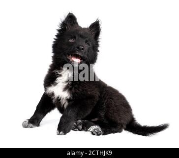 Liebenswert schwarz flauschig Welpen sitzen seitwärts. 12 Wochen alter Rüde. Ganzkörperportrait von Australian Shepherd x Keeshond Mischlingswelpe. Isoliert Stockfoto