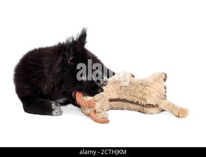 Flauschiger schwarzer Welpe kaut auf Hundespielzeug, seitlich liegend. 12 Wochen alter Rüde. Ganzkörper-Hundeportrait von Australian Shepherd x Keeshond. Konzept für Welpen Stockfoto