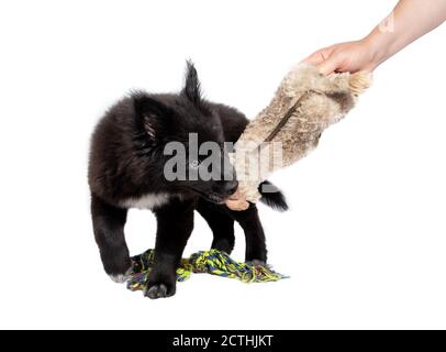 Flauschige schwarze Welpen spielen Tauziehen mit Spielzeug und Person / Besitzer. 12 Wochen alter Rüde. Australian Shepherd x Keeshond. Konzept für Welpen Ausbildung ein Stockfoto