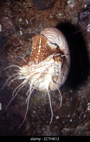 Palau nautilus, Nautilus belauensis Stockfoto