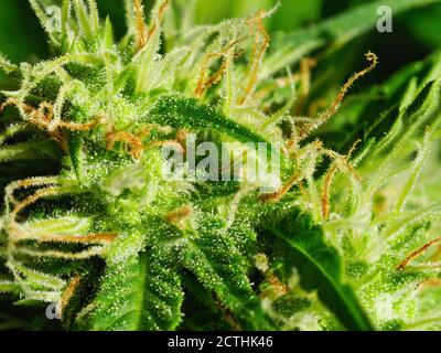 Reife Cannabispflanze Makro - Northern Light. Blühende weibliche Marihuana mit großen Knospen Colas Blumen und sichtbar entwickelnden weißen Pistill Haare und Bernstein Stockfoto