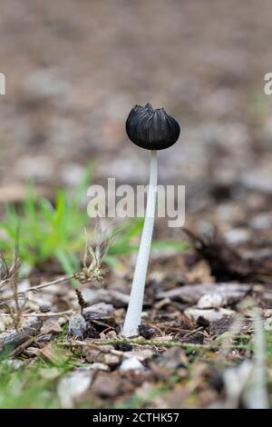 Nahaufnahme des Hasen-Fußes Inkcap-Pilz - Coprinopsis lagopusa ein Pilz, der in Wäldern in Großbritannien wächst Stockfoto