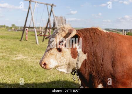 Stierkopf Nahaufnahme auf dem Hintergrund einer grünen Sommerwiese und Wald, Milchproduktkonzept. Sternzeichen Stier, östlicher Horoskopbulle, Symbol Stockfoto