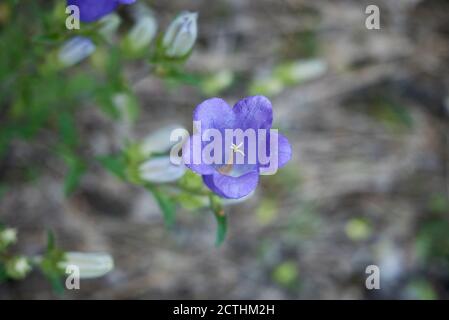 Campanula Medium mit violett blauen Blüten Stockfoto