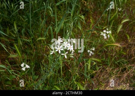 Ornithogalum narbonense weiße Blumen Stockfoto