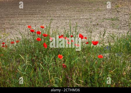 Papaver Rhoeas in Blüte Stockfoto