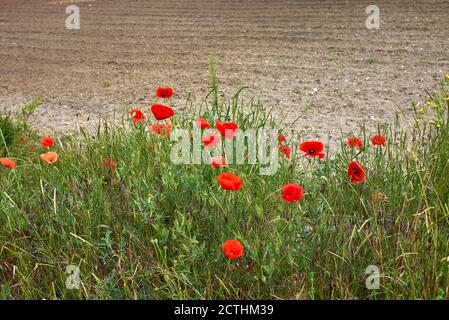 Papaver Rhoeas in Blüte Stockfoto