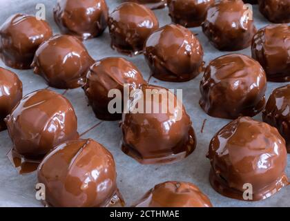 Frisch eingetauchte hausgemachte Erdnussbutter-Schokoladenkugeln auf Pergamentpapier auf einem Keksblatt. Stockfoto