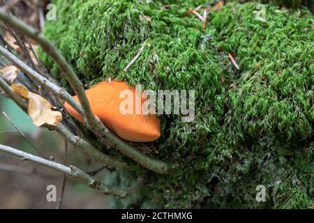 Nahaufnahme des Beefsteak-Pilzes / Ox-Zunge-Pilzes / Fistulina hepatica ein Bracket-Pilz, der im September in England, Großbritannien, in Wäldern wächst Stockfoto