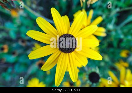 Nahaufnahme von Rudbeckia hirta oder Susan mit schwarzen Augen, einer gelben Gänseblümchen-ähnlichen Blume mit schwarzem kuppelförmigen Kegel mit vielen kleinen Scheibenblüten. Stockfoto