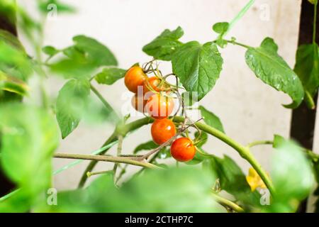 Eine Menge Kirschtomaten auf einem Zweig in einem Gewächshaus im Garten. Herbsternte. Selektiver Fokus. Speicherplatz kopieren. Horizontale Ausrichtung. Stockfoto