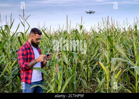 Landwirt oder Agronom, der im Maisfeld steht und eine Ernte mit Hilfe einer Kamera von einer Drohne inspiziert. Mit moderner Technologie in der Landwirtschaft. Stockfoto