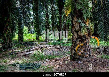 Tenom, Sabah, Malaysia: Eine messerscharfe Erbsensichel mit Schutzhülle in einem Palmöl-Anwesen Stockfoto