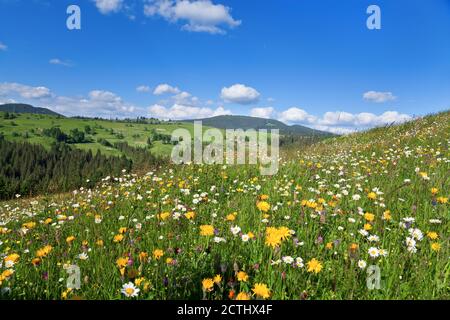 Heller Sommermittag in den Bergen, Wiese mit Blumen im Vordergrund, Berge in der Ferne. Stockfoto