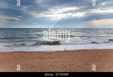 Möwe zu Fuß am Strand, stürmisch dunklen Himmel. Stockfoto