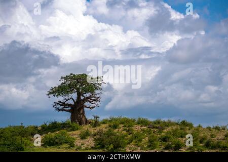 Ein einsamer Baobab Baum auf der Spitze des Abhangs gegen bewölkten Himmel Hintergrund. Region Arusha, Tansania, Afrika Stockfoto