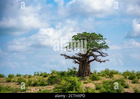 Ein einsamer Baobab Baum auf der Spitze des Abhangs gegen bewölkten Himmel Hintergrund. Region Arusha, Tansania, Afrika Stockfoto