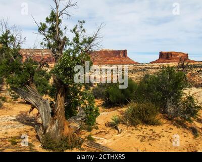 Ein knorriger Utah Juniper, Juniperus osteosperma, mit dem Monitor und Merrimac Buttes im Hintergrund in Moab, Utah, USA, Stockfoto