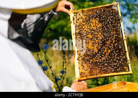 Nahaufnahme eines Imkers, der die Wabe mit Bienen auf dem Rahmen überprüft Zur Kontrolle der Situation in der Bienenkolonie Stockfoto