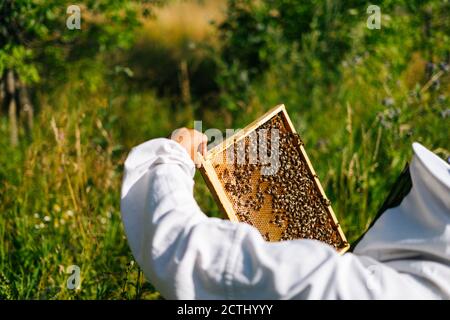 Imker Kontrolle Wabe voll von Bienen auf Holzrahmen Situation im Bienenvolk zu kontrollieren. Stockfoto