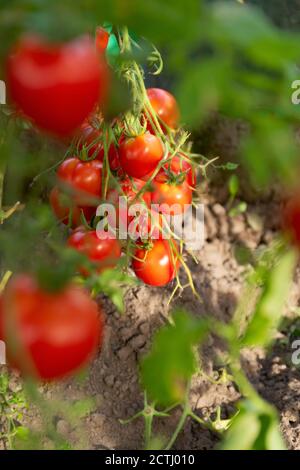 Tomatenbüschen auf den Zweigen im Gewächshaus Stockfoto