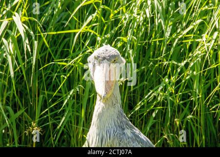 Der Shoebill, Balaeniceps rex, auch Abu Markub genannt, ist ein afrikanischer Vogel Stockfoto