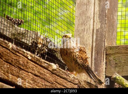 Vorderansicht eines gemeinen Turmfalken ist ein Greifvogel, der zur Turmfalkengruppe der Falkenfamilie Falconidae, lateinisch Falco tinnunculus, gehört Stockfoto