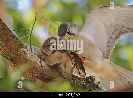 Nankeen Turmfalke (Falco cenchroides cenchroides) erwachsenen Paar Umwerbung Fütterung Christmas Island, Australien Juli Stockfoto