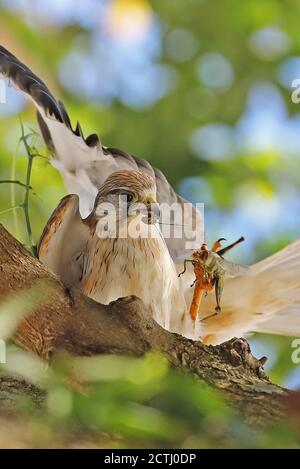 Nankeen Turmfalke (Falco cenchroides cenchroides) erwachsenen Paar Umwerbung Fütterung Christmas Island, Australien Juli Stockfoto