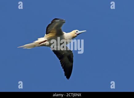 Red-footed Booby (Sula sula Rubripes) Erwachsene im Flug Christmas Island, Australien Juli Stockfoto