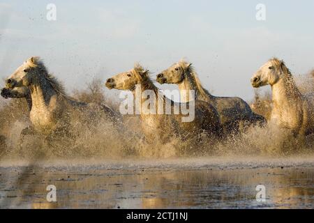 Camargue-Pferde, Herde galoppieren im Sumpf, Saintes Marie De La Mer in der Camargue, Südfrankreich Stockfoto