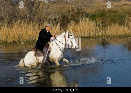 Camargue Pferde, Mann Reitpferd, zu Fuß in Swamp, Saintes Marie de la Mer in Camargue, Südfrankreich Stockfoto