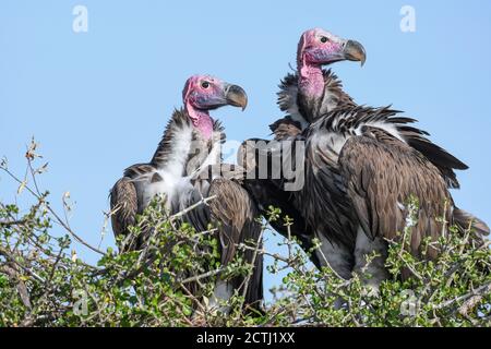 Brutpaar Lappet-gesichtige Geier (Torgos tracheliotos) im Baumkacheliotos des Masai Mara National Reserve, Kenia Stockfoto