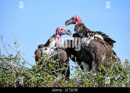 Brutpaar Lappet-gesichtige Geier (Torgos tracheliotos) im Baumkacheliotos des Masai Mara National Reserve, Kenia Stockfoto