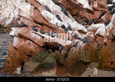 Inca Tern, Larosterna inca, Gruppe auf Rocks, Ballestas-Inseln im Paracas-Nationalpark, Peru Stockfoto