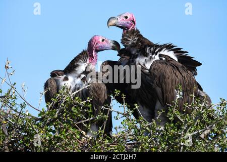 Brutpaar Lappet-gesichtige Geier (Torgos tracheliotos) im Baumkacheliotos des Masai Mara National Reserve, Kenia Stockfoto